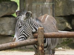 2016-05-11 Salzburg Zoo_017